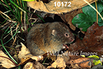 Microtus pinetorum, Woodland Vole